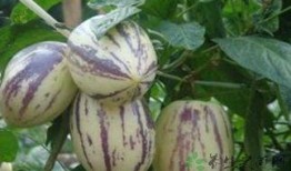 吃茄瓜的网红是谁,网红“吃茄瓜达人”引领美食潮流